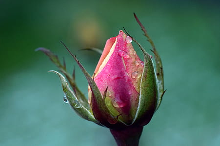 selective focus photography of pink rose bud thumbnail