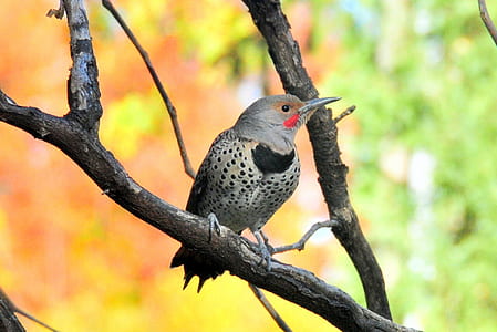grey and black bird perched on tree at daytime thumbnail