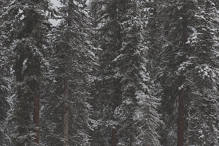 photo of snow-coated trees during daytime thumbnail