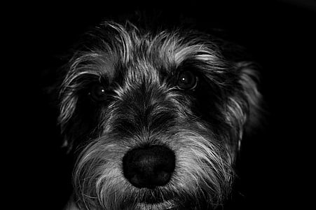 Yorkshire Terrier face thumbnail