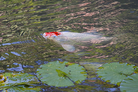 Japanese Koi fish on water thumbnail