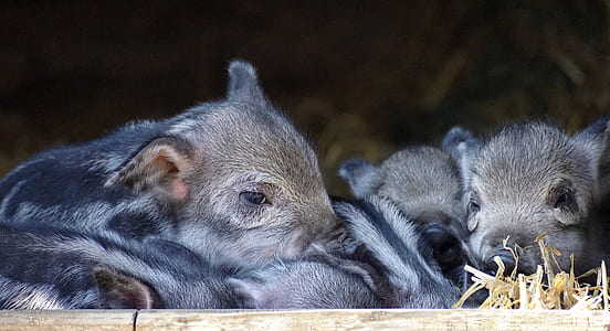 close-up photo of two black piglets thumbnail