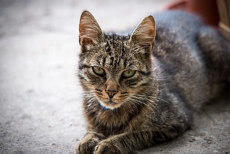black tabby cat laying on gray pavement thumbnail