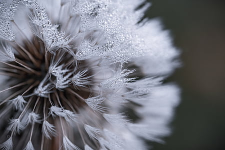 macro photography of dandelion seed head thumbnail