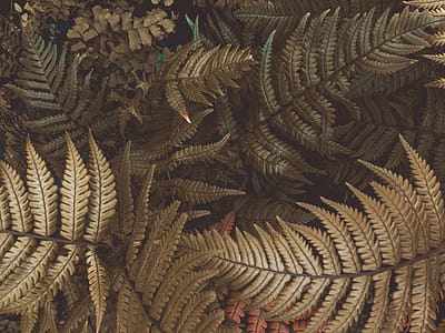 Green Fern Plants thumbnail