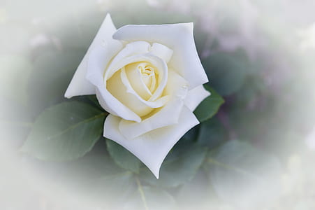 white rose and green leafed plant thumbnail