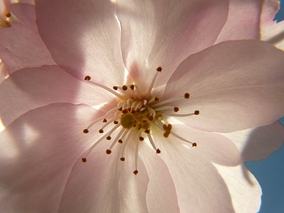 pink and white petal flower thumbnail