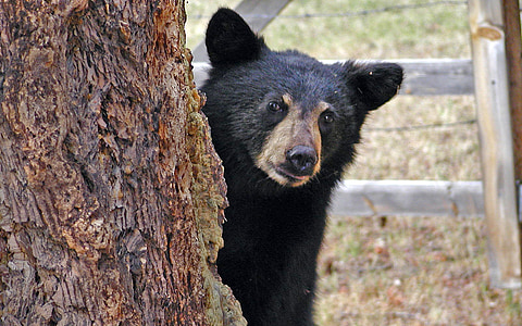sun bear standing near tree thumbnail