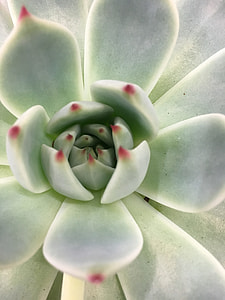 close up shot of green and red succulent thumbnail