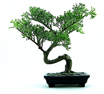 green bonsai thumbnail