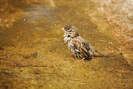 close-up photography of brown bird thumbnail