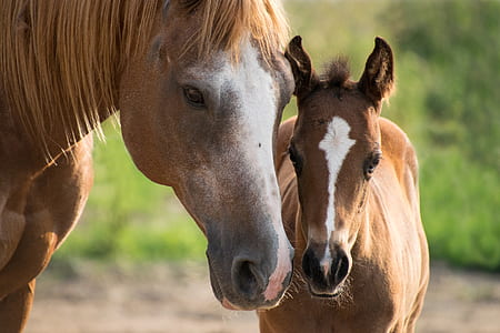 two brown horses thumbnail