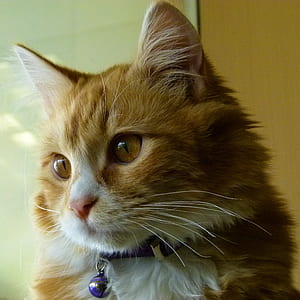 orange furred cat wearing purple bell thumbnail