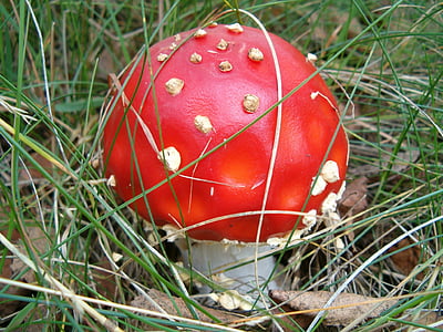 red and white mushroom thumbnail