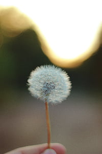 person holding white dandelion flower thumbnail