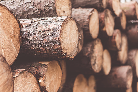 Stack of Felled Trees Close Up thumbnail