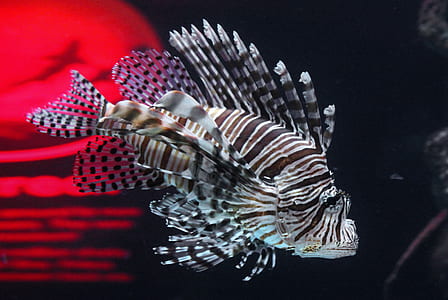 closeup photo of tiger fish thumbnail