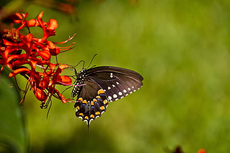 spicebush butterfly perching on red petaled flower thumbnail