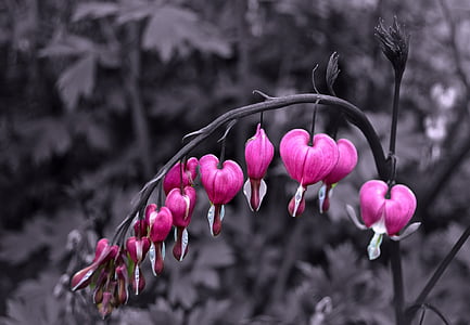 selective color photography of pink bleeding heart flower thumbnail