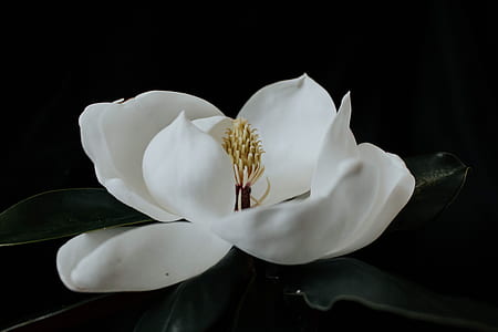 close up photography of white magnolia flower thumbnail