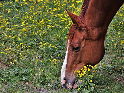 brown horse eating flower thumbnail