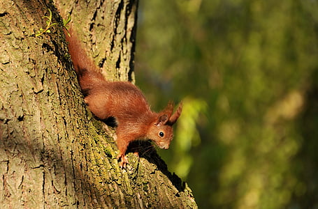 brown squirrel beside tree trunk thumbnail