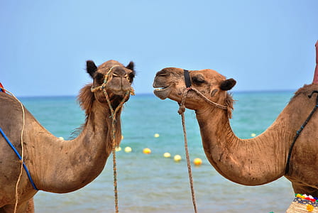 two brown camels near in sea thumbnail