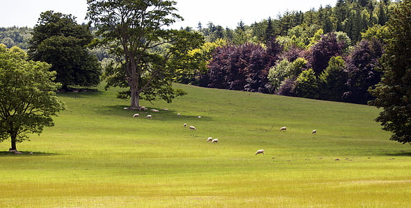 photo of animals on grass field thumbnail