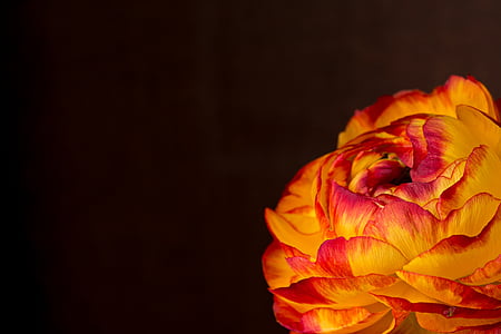 close up photo of orange ranunculus flower in bloom thumbnail