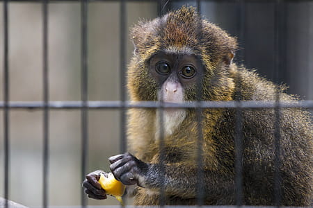 Close-up Of Brown Monkey thumbnail