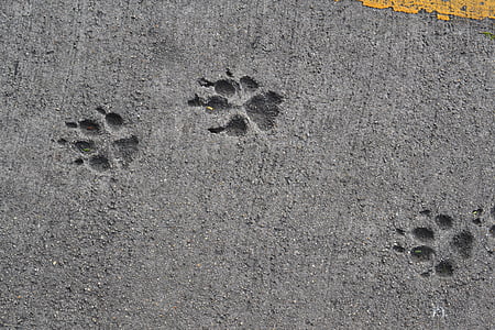 animal foot mark on concrete pavement thumbnail