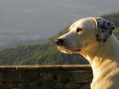 closeup photo of brown dog facing left side thumbnail
