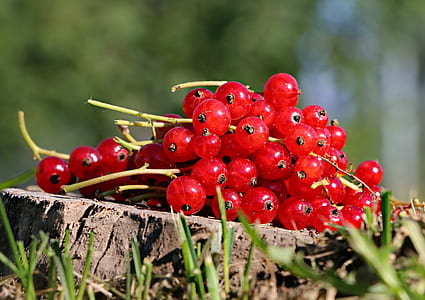 selective focus photography of bunch of fruits thumbnail
