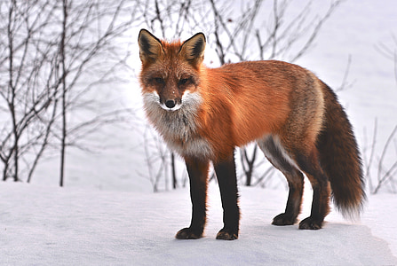 brown fox photography thumbnail