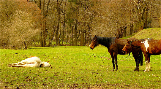 two brown horse standing near white horse lying on green grass during daytime thumbnail