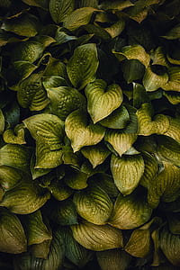 ovate green leafed plant photography thumbnail