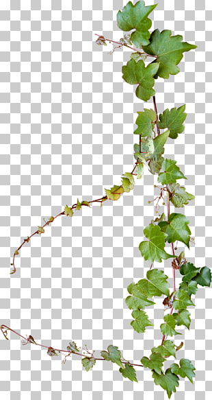 Common Grape Vine Photography, Creative grape vines design, green vine plant PNG clipart