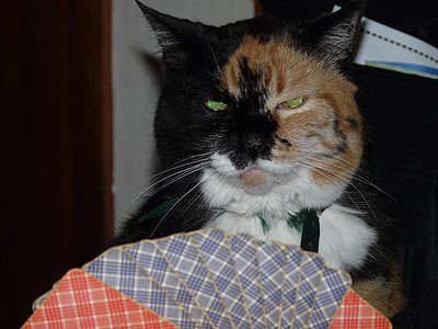 short-furred black, orange, and white cat thumbnail