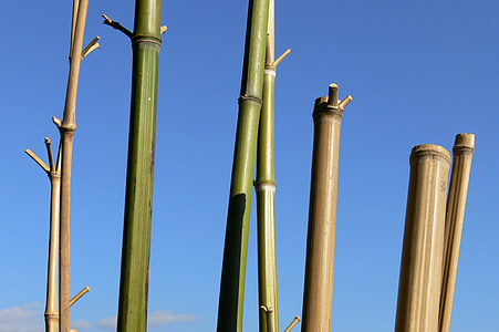 brown bamboos under blue sky thumbnail