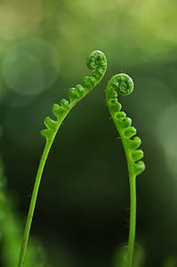 Closeup Photography of Green Fern Palnt thumbnail