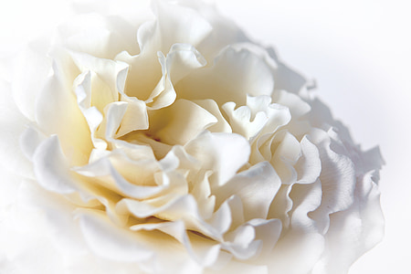 white flower closeup photography thumbnail