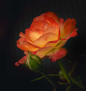 orange and white rose flower thumbnail