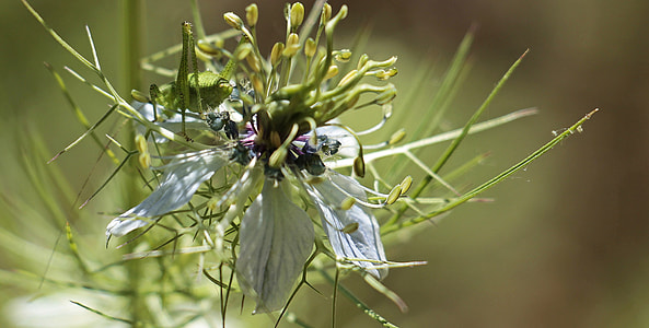 close-up photography of green plant thumbnail