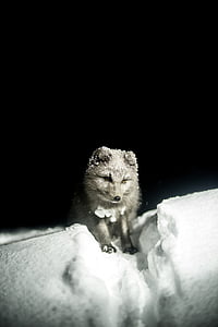 gray wolf calf on snow thumbnail
