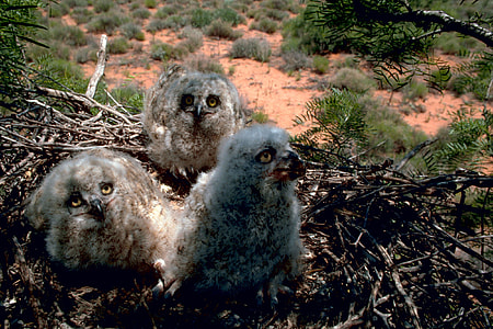 Rocky Mountain Great Horned Owl Chicks -- Bubo virginianus thumbnail