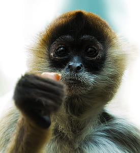 photo of black and brown monkey thumbnail