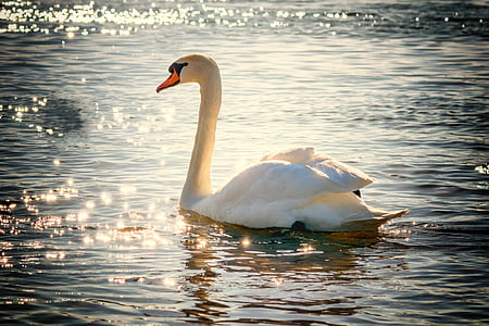 white swan on body of water thumbnail
