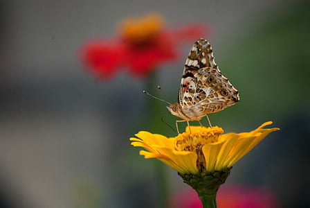 selective focus photography of painted lady butterfly on flower thumbnail