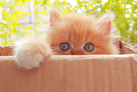 kitten inside box thumbnail