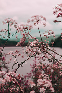 shallow focus photography of pink flower petals thumbnail